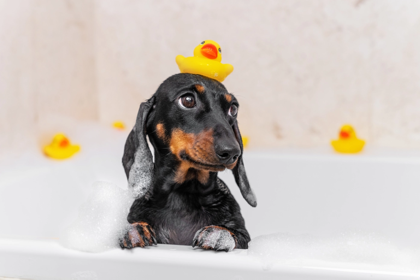 Dachshund in bath with rubber duckies.