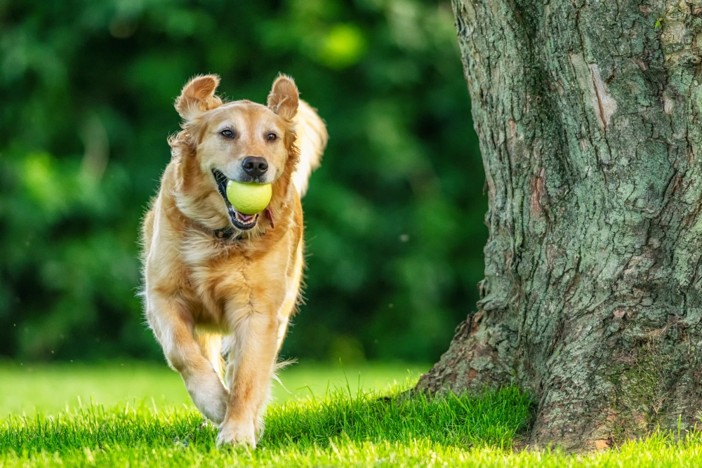 Dog running with a tennis ball outdoors.
