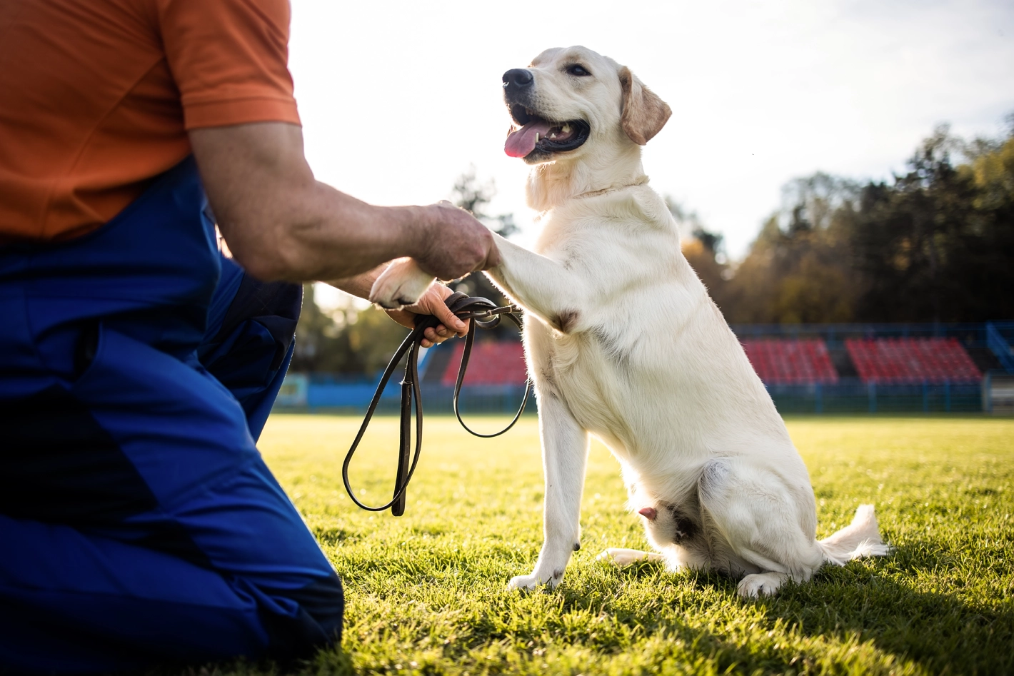 Dog shaking hands with a person outside.