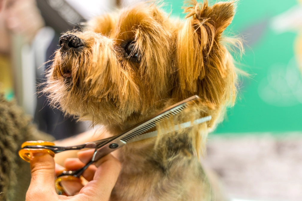 Dog getting a haircut with scissors.