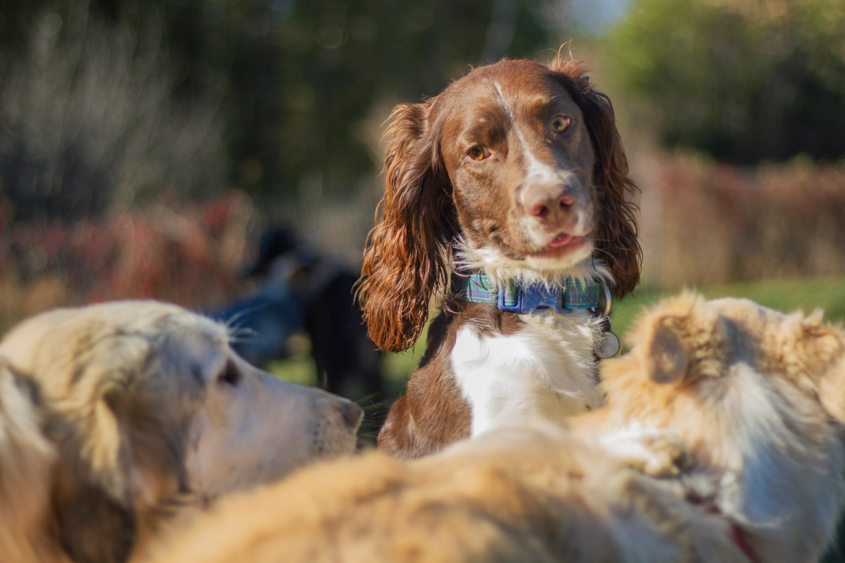 Brown and white dog with others outdoors.