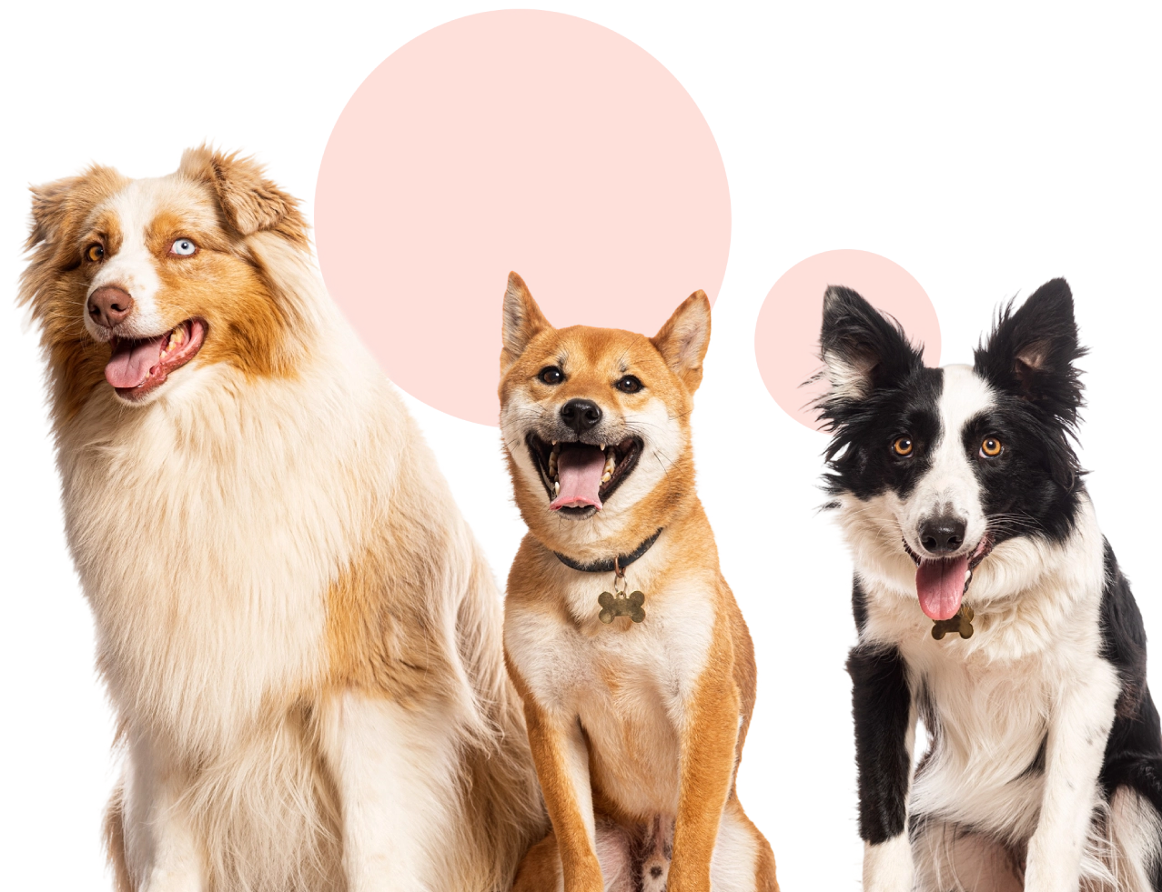 Three happy dogs sitting together, smiling.