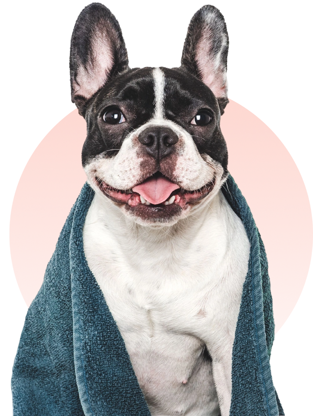 Smiling dog wrapped in a blue towel.
